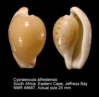 Cypraeovula alfredensis.jpg - Cypraeovula alfredensis(Schilder & Schilder,1929)